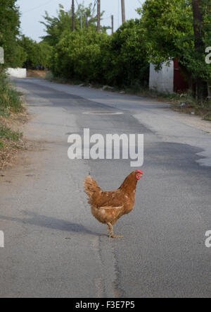 Guide to chicken road españa